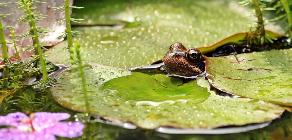 Растения живущие в водоемах