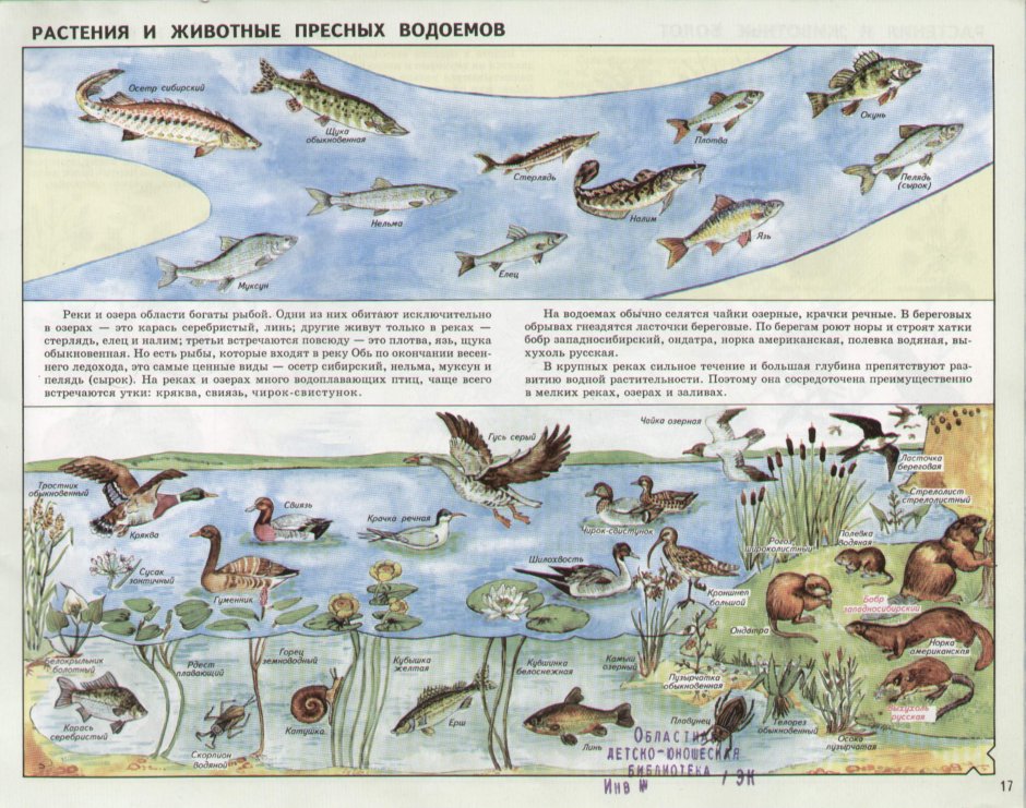 Растения и животные водоемов