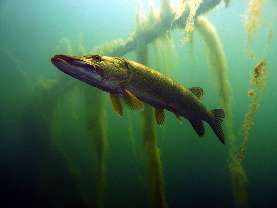 Обыкновенная щука (Esox Lucius)