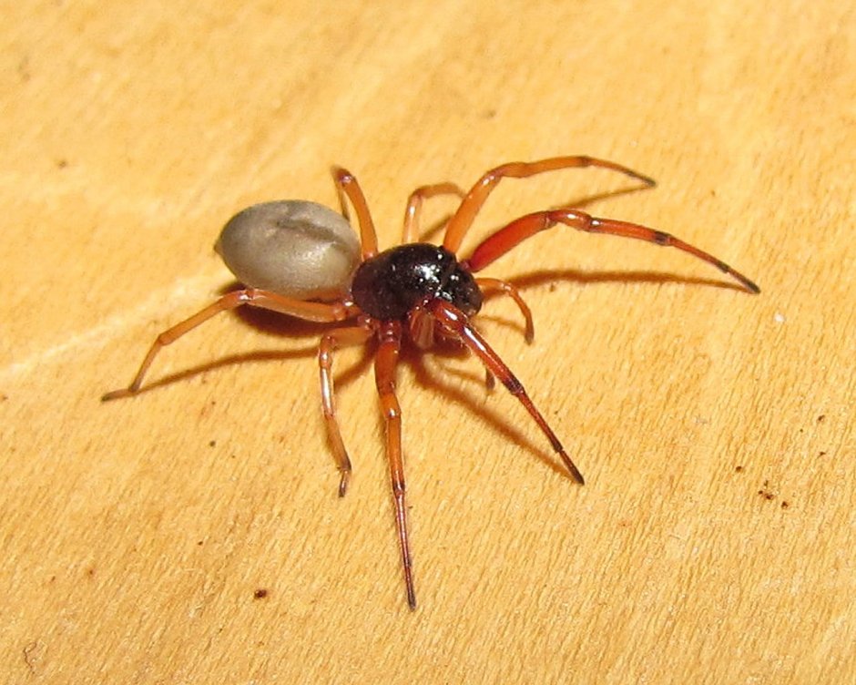 Паук Eusparassus walckenaerius