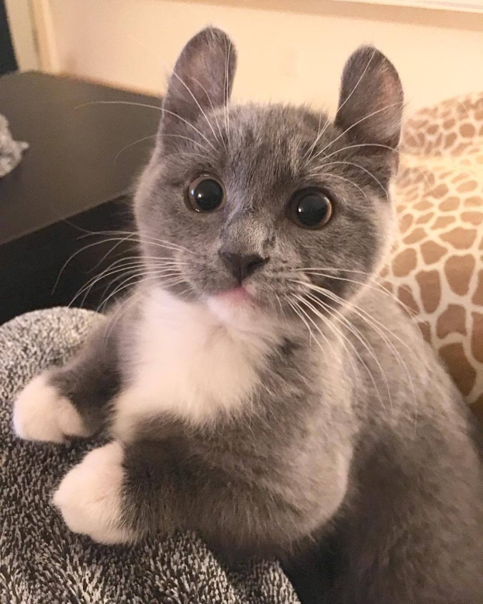 Манчкин коробка