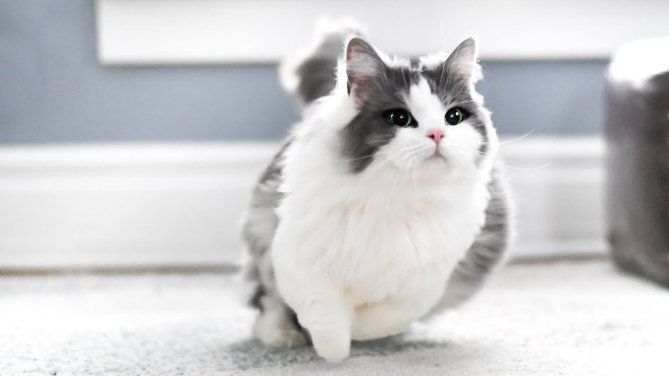 Rug Hugger Манчкин