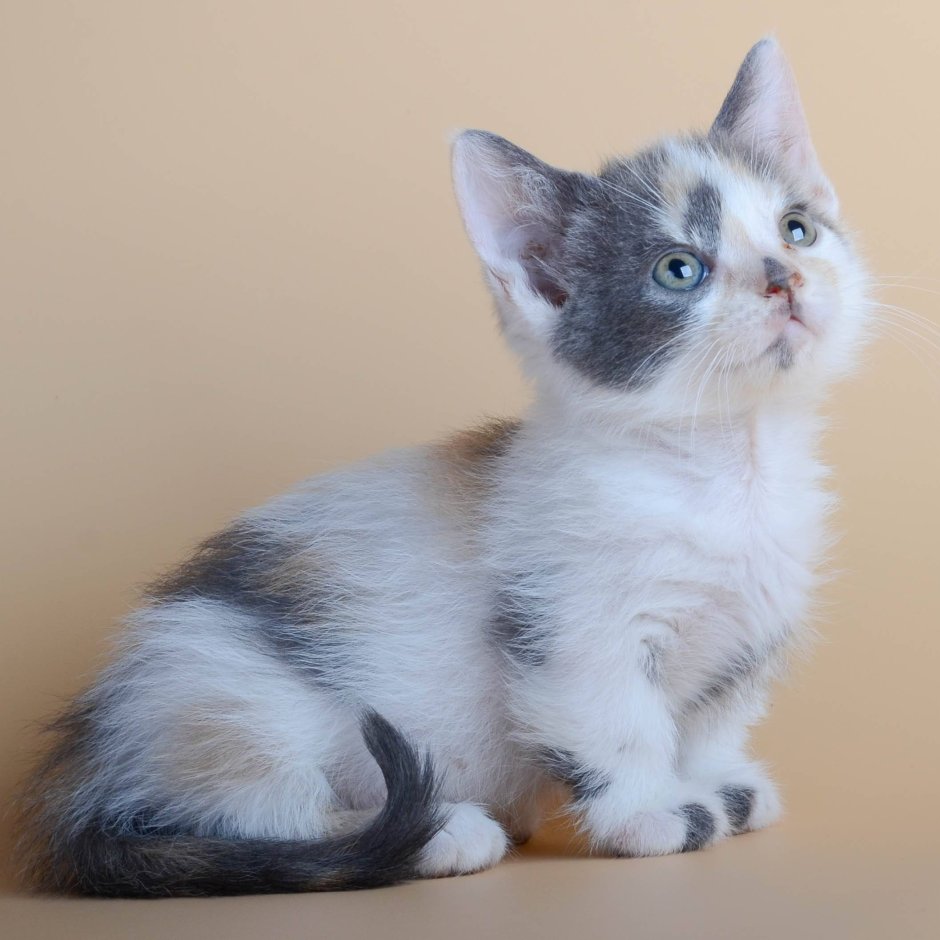 Кошка Манчкин котята