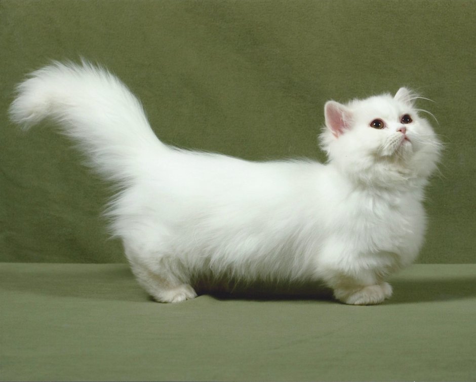 Коротколапые коты манчкины