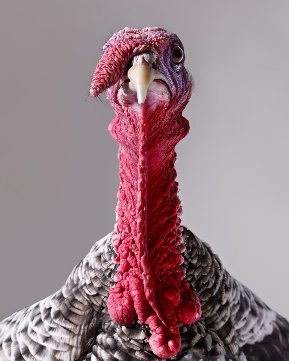 Индюк летает