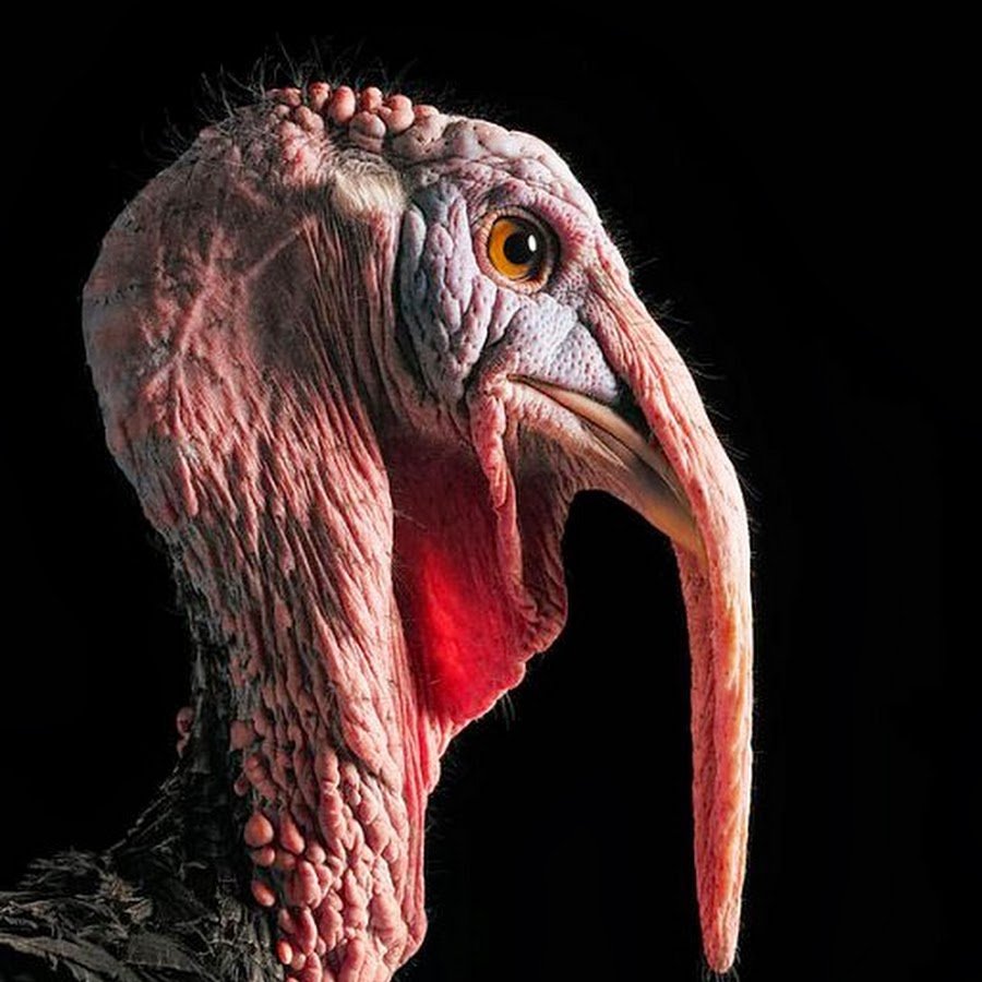 Гумилев индюк