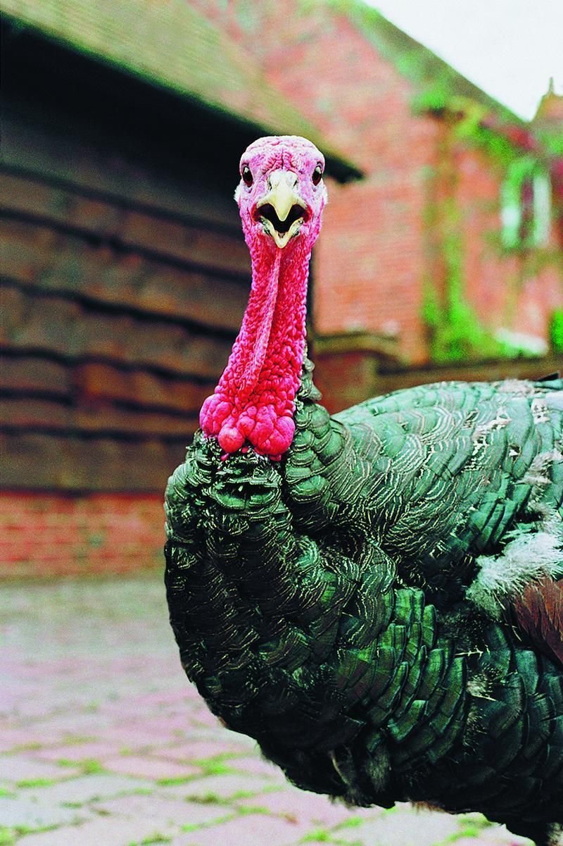 Индюк в зоопарке