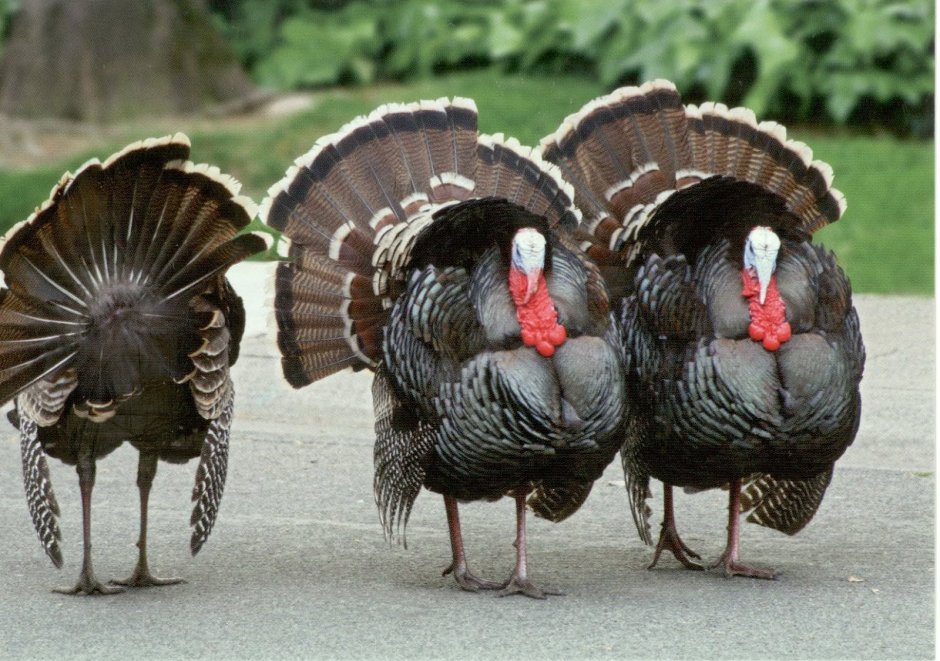 Тихорецкая порода индюков