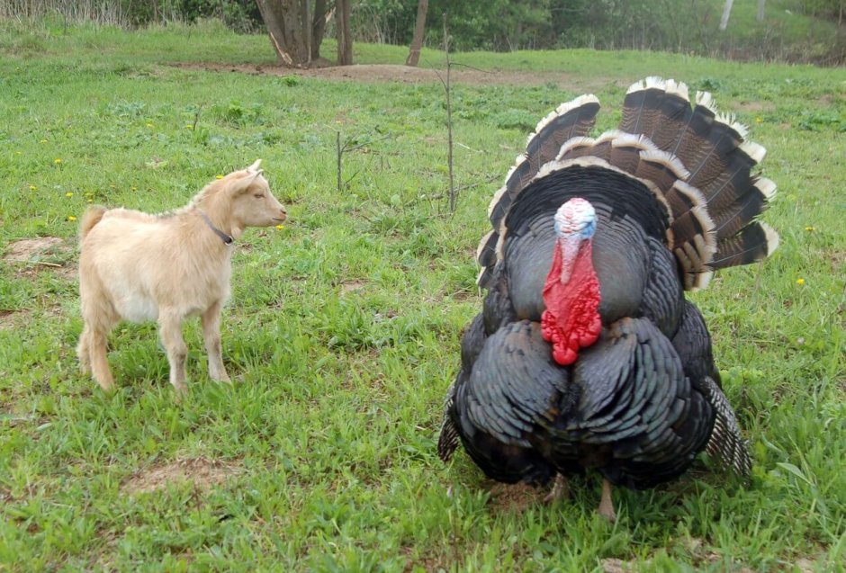 Индейка гибрид грейд мейкер