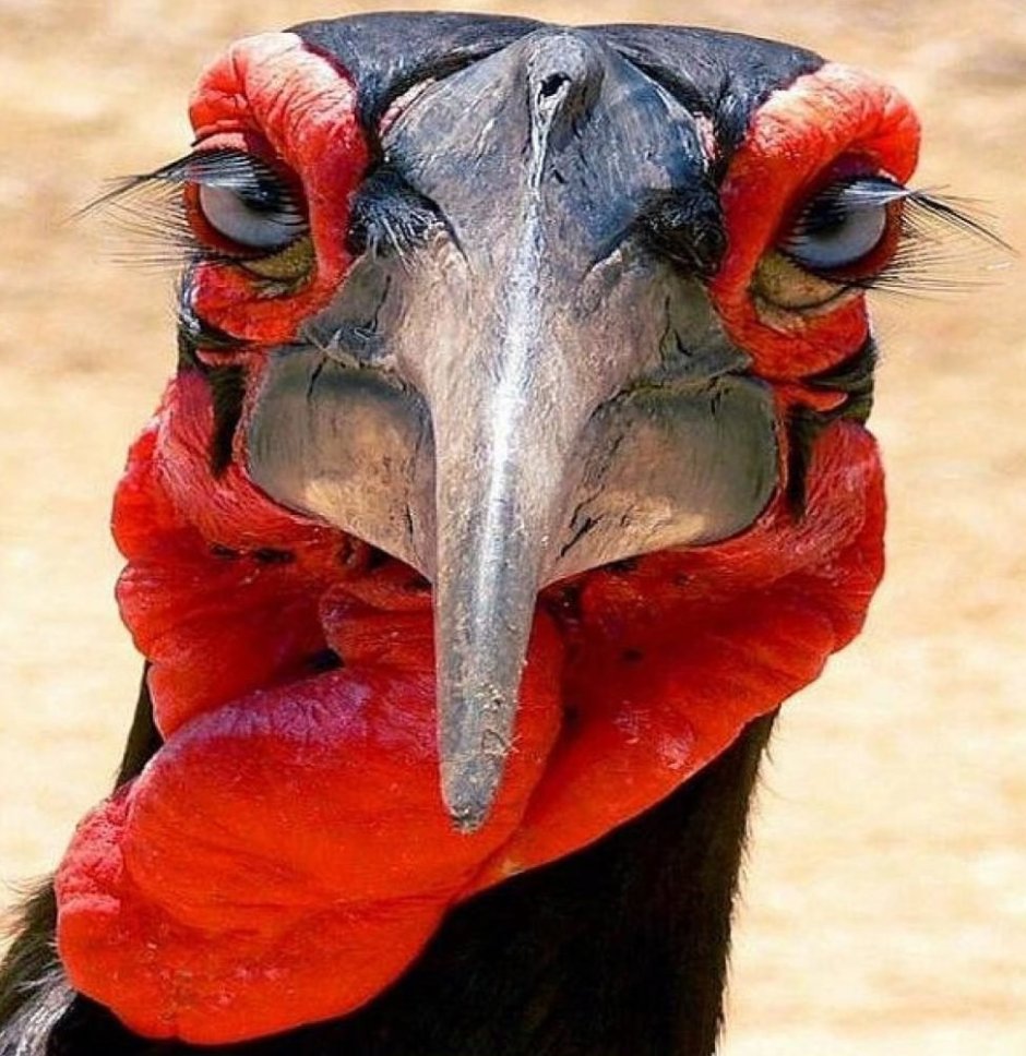 Смешная индейка