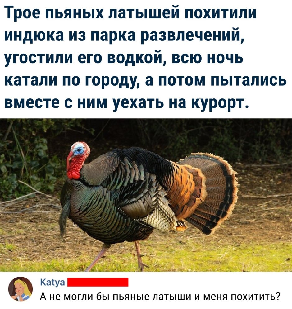 Жирная куница