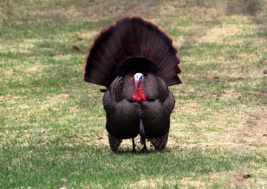 Прикольная индюшка