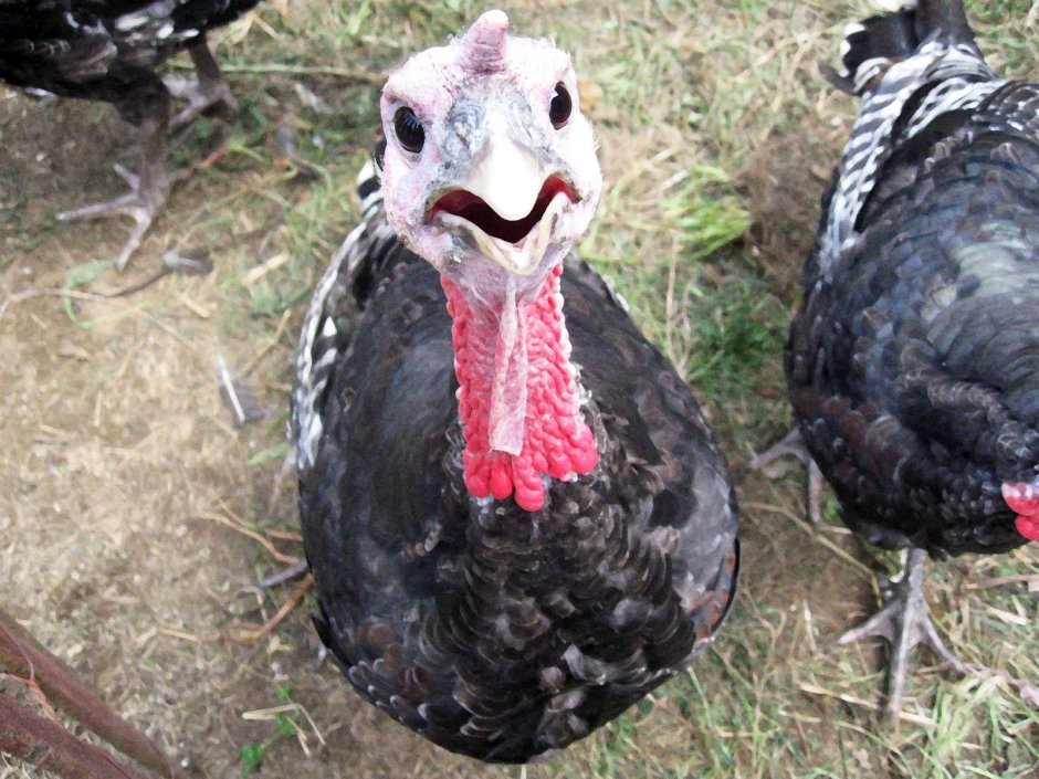 Индюк тоже думал