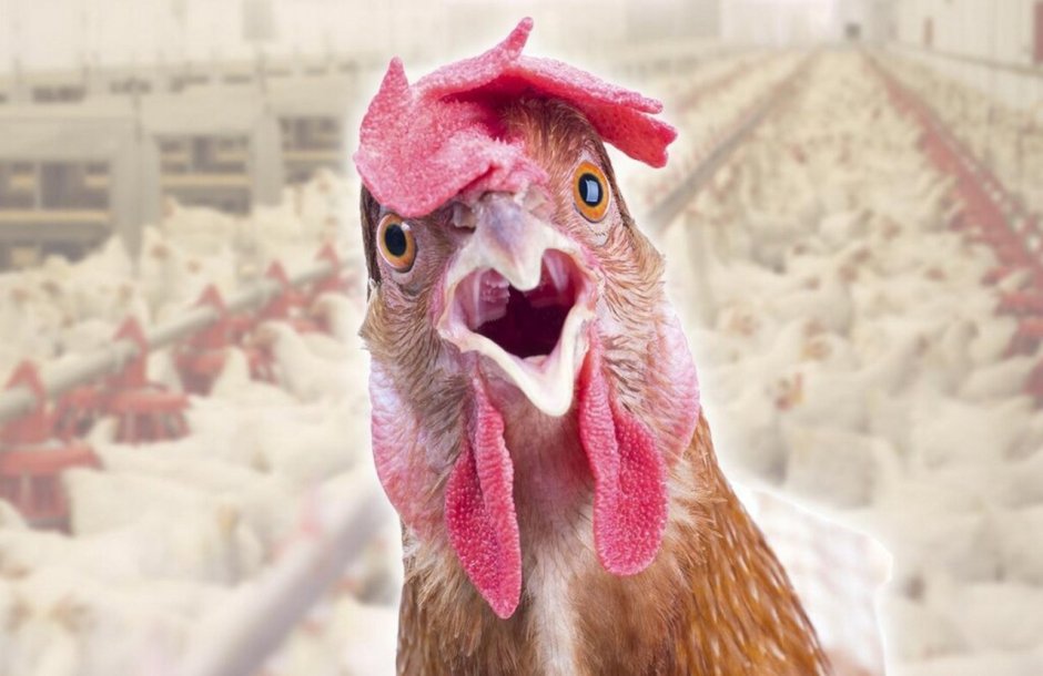 Прикольные фото индюков