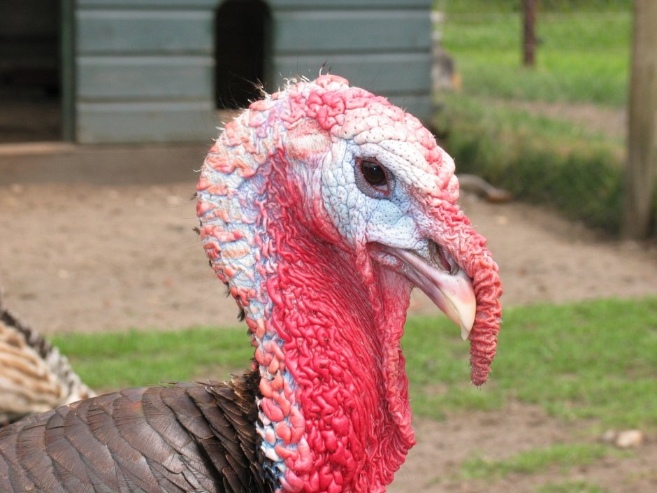 Огромный индюк