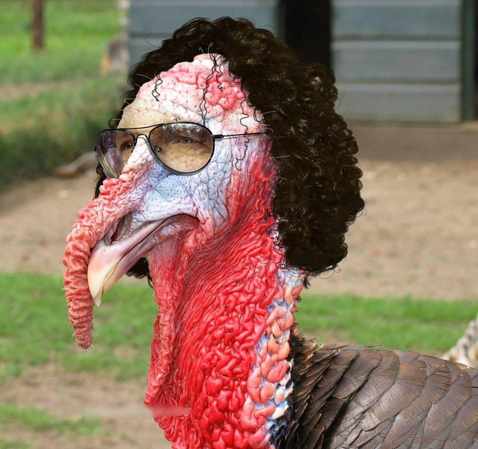 Индюшка прикол