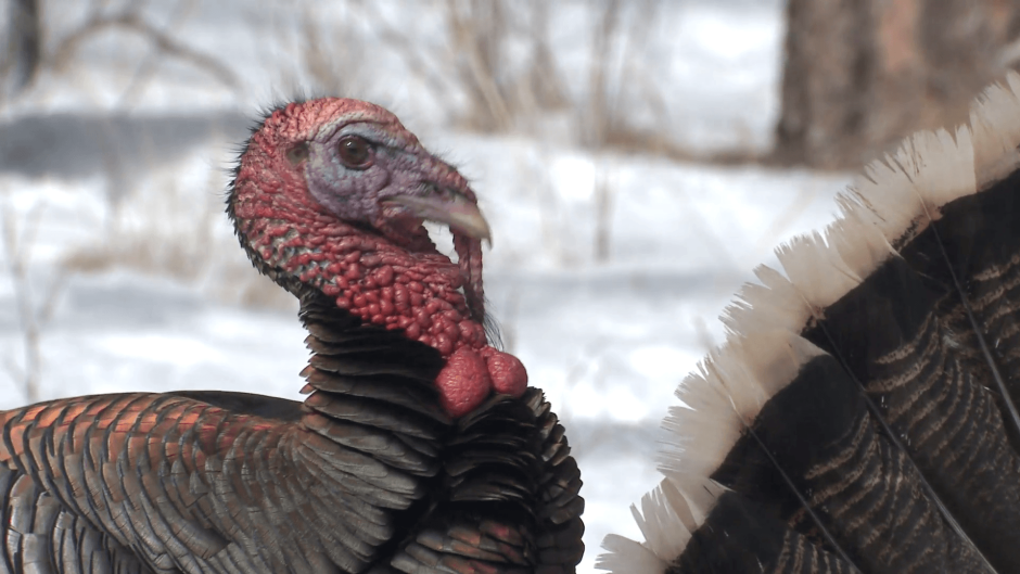 Индюк мультяшный смешной