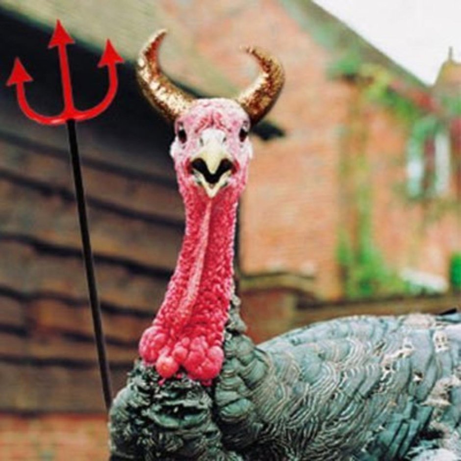 Кафрский ворон