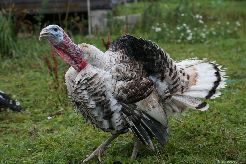 Индюк думал и в суп попал