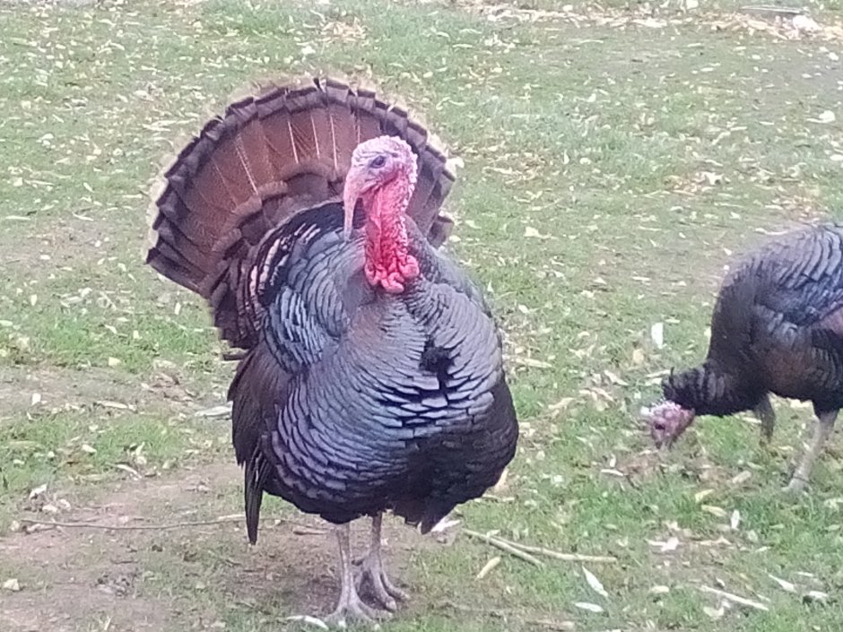 Смешная индюшка