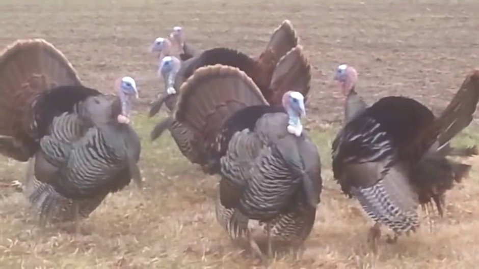 Индюк логотип