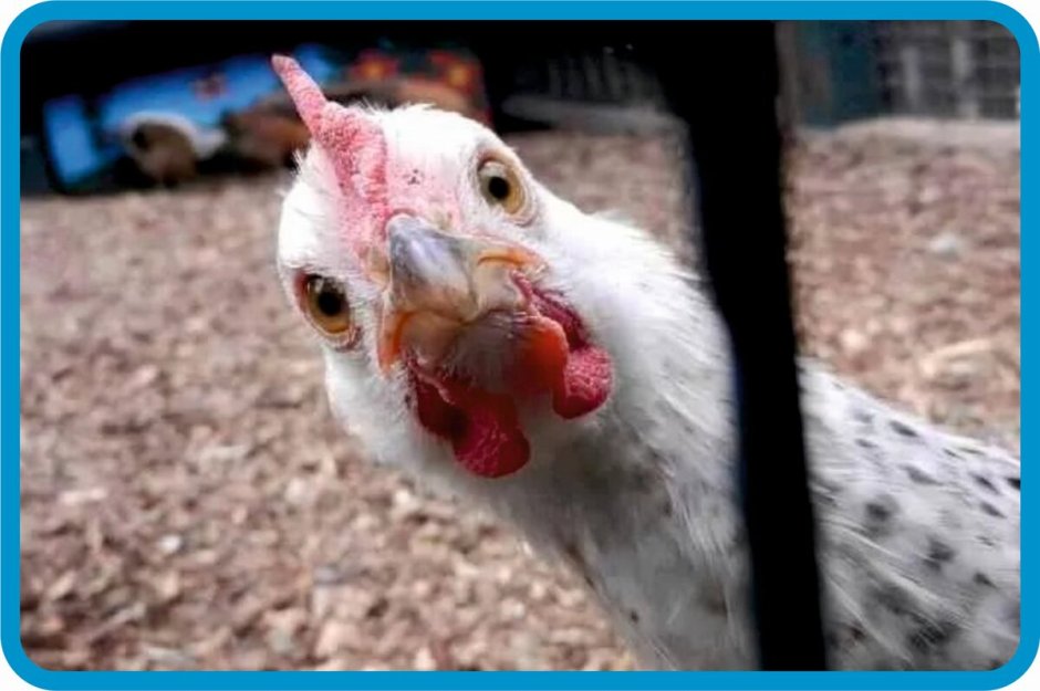 Смешная индюшка вектор