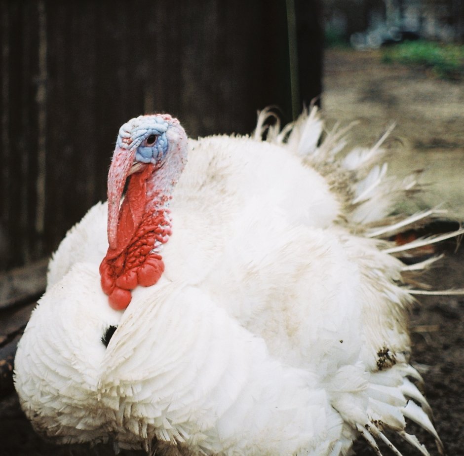 Тупая курица