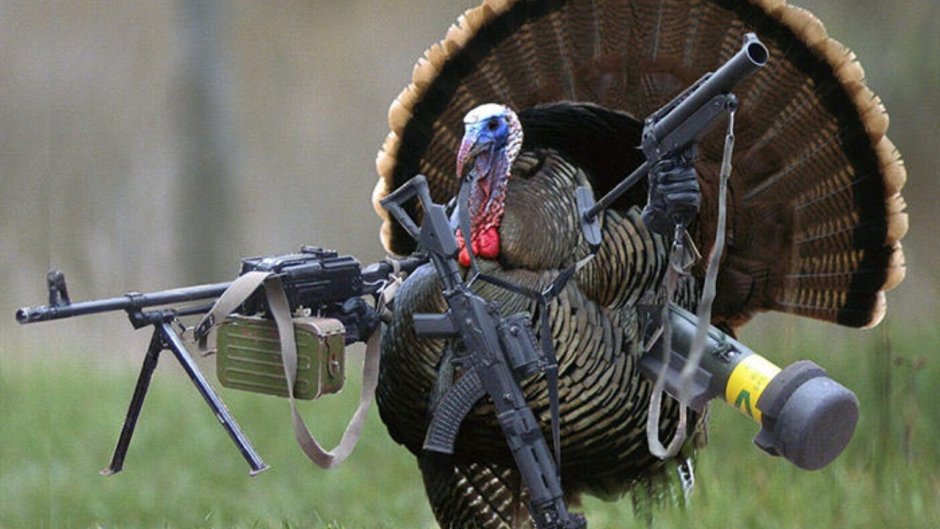 Индейка ферма