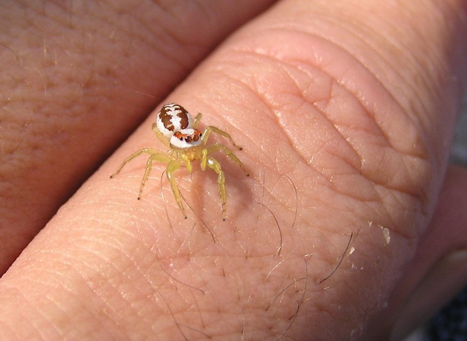 Маленький желтый паук в доме