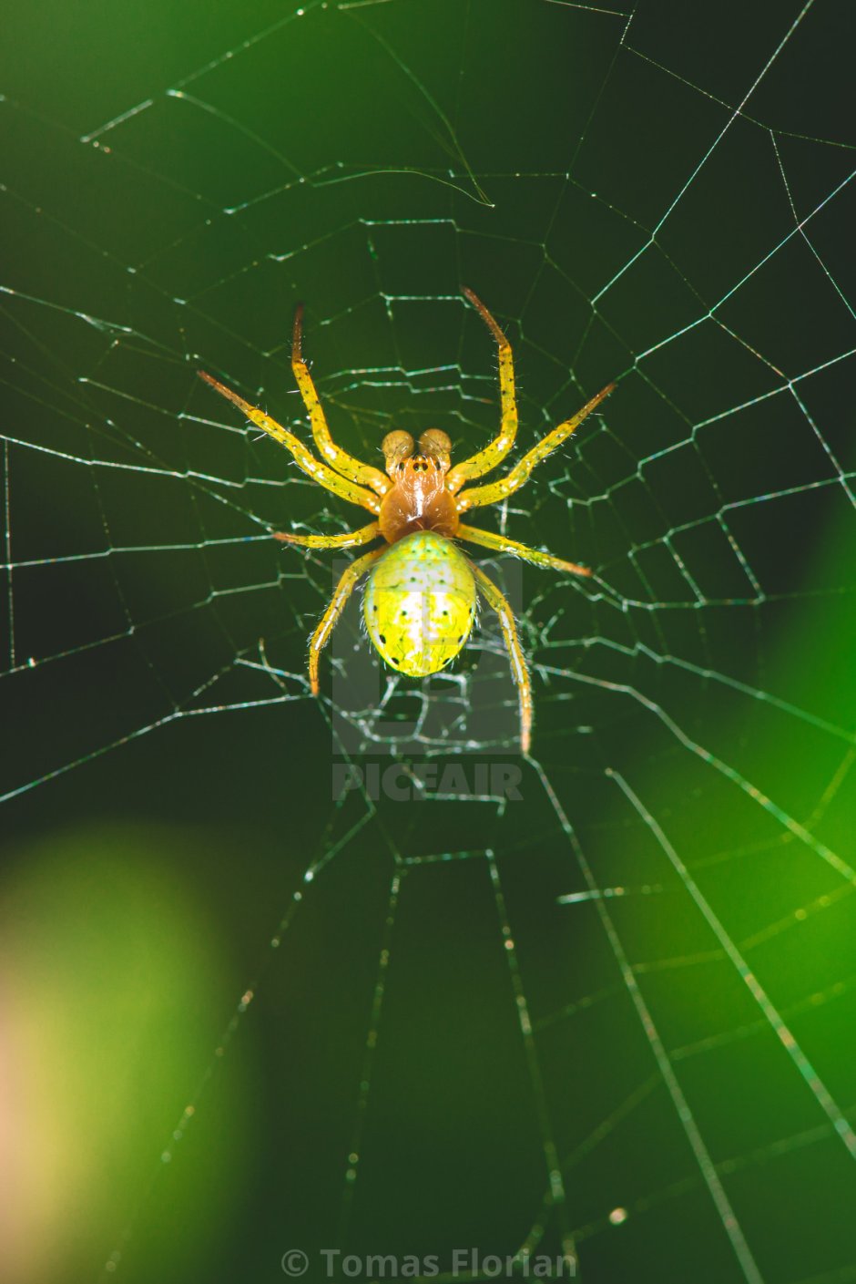 Паук крестовик ярко желтый
