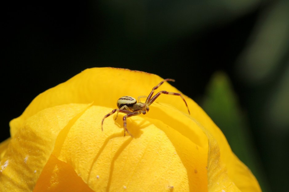 Желтый цветочный паук-бокоход