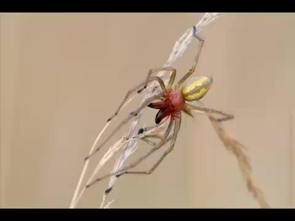 Хеиракантиум крестовик