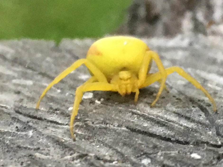 Жёлтый паук в России
