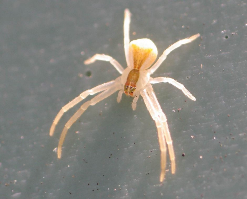 Белый домашний паук Каракурт