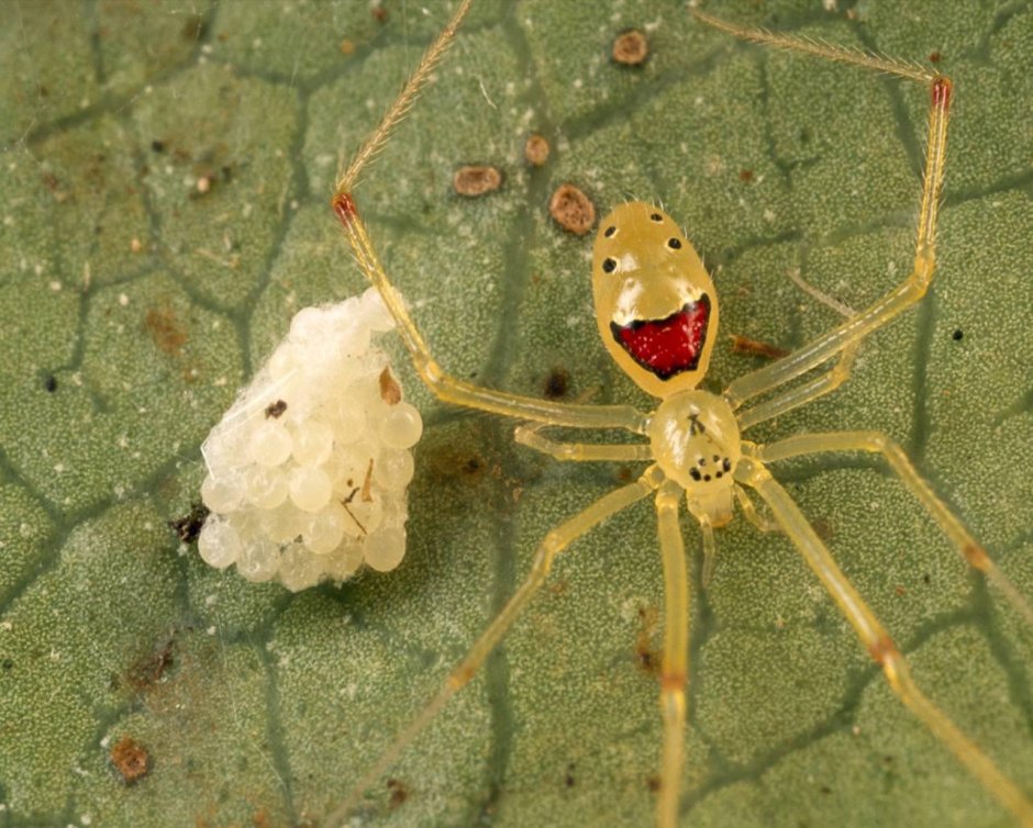 Theridion grallator улыбающийся паук