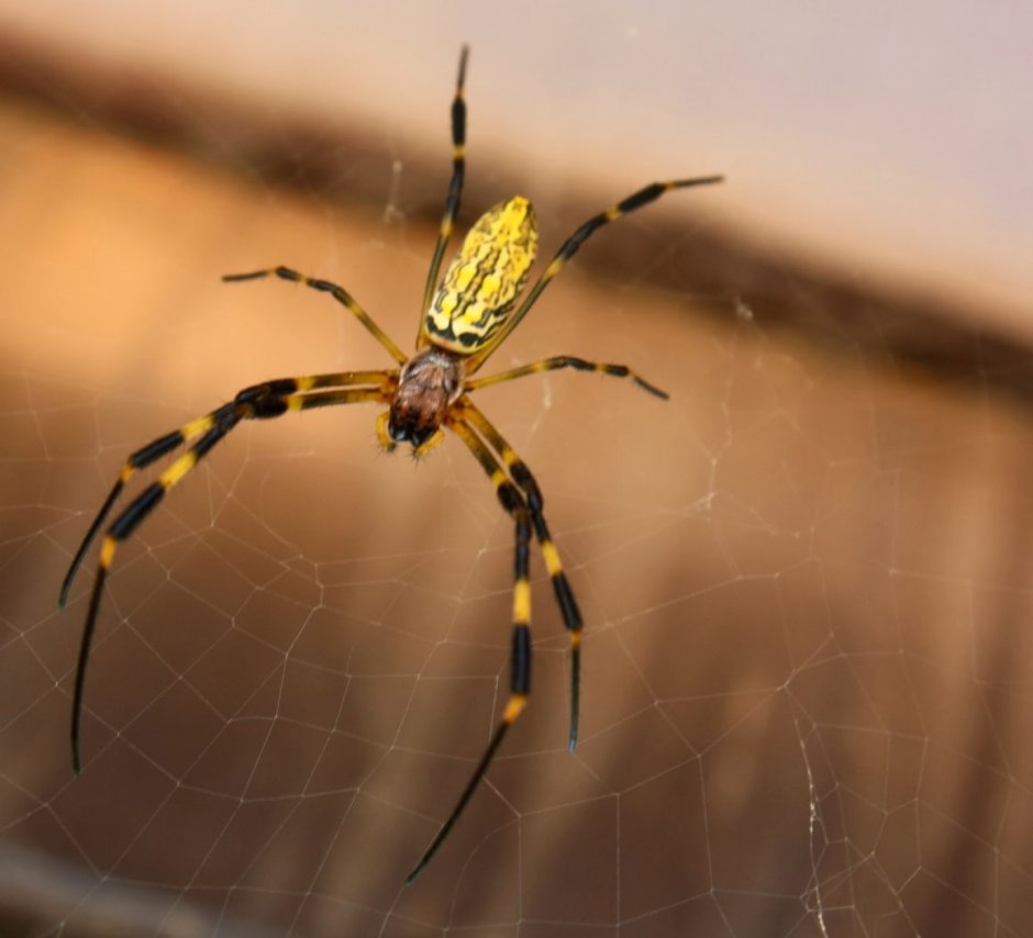 Сухумски паук жёлтый