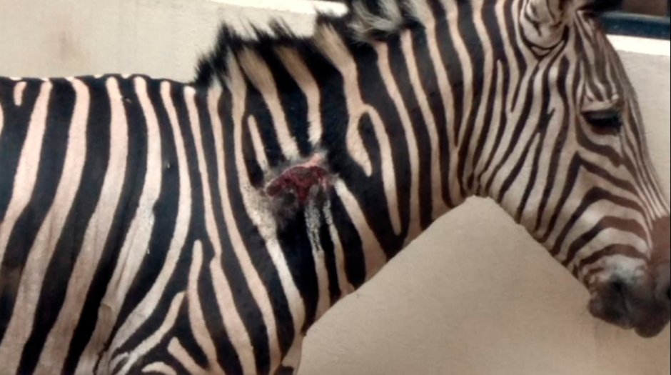 Zebra poop