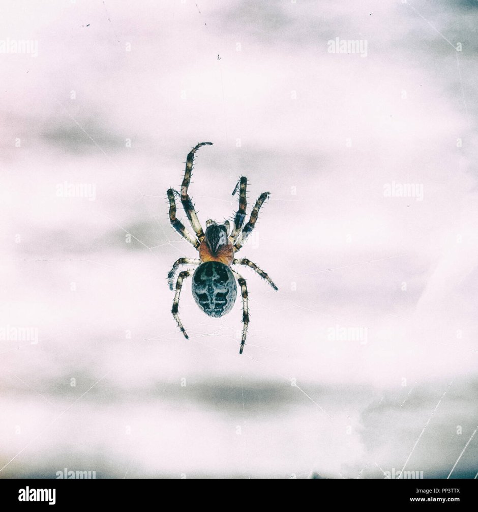 Tarentula hispanica