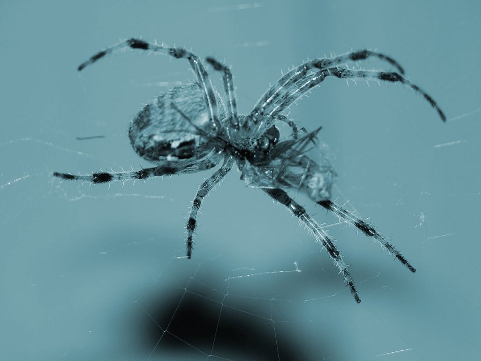 Ostearius melanopygius паук