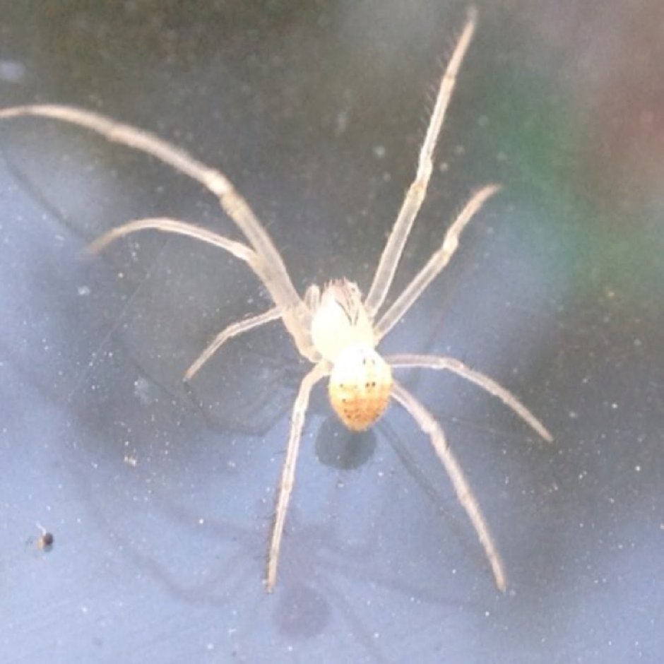 Badumna insignis