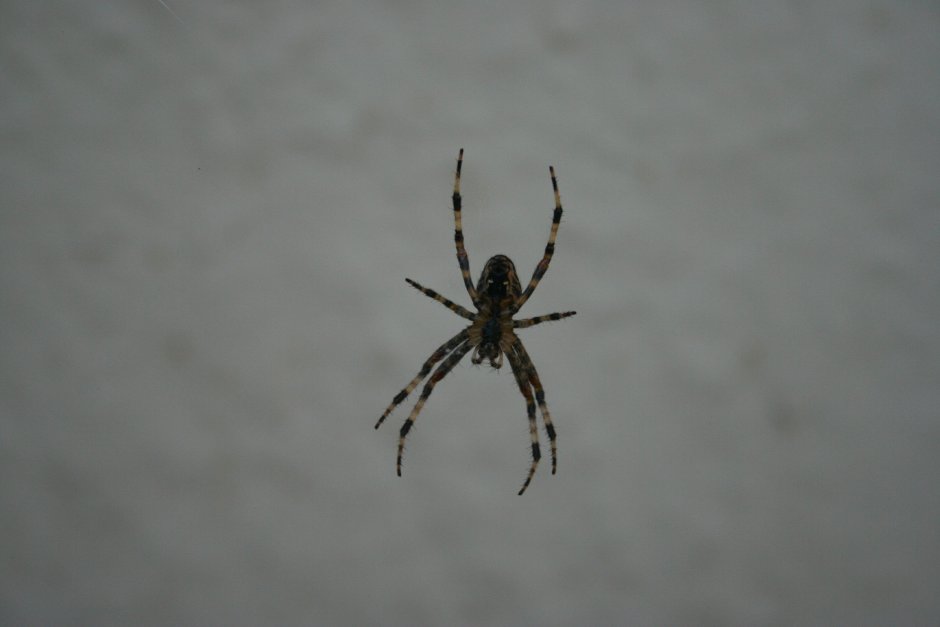Philodromus margaritatus