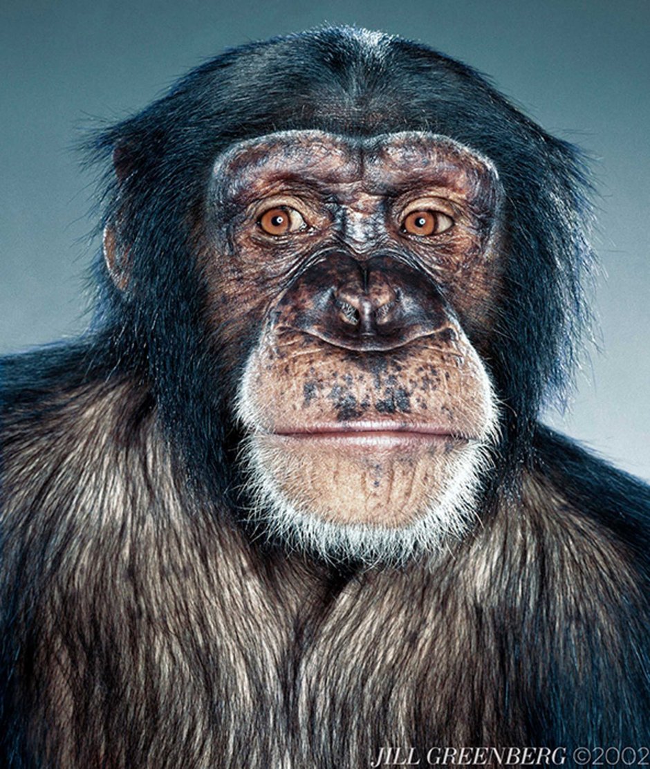 Обезьяна с бородой