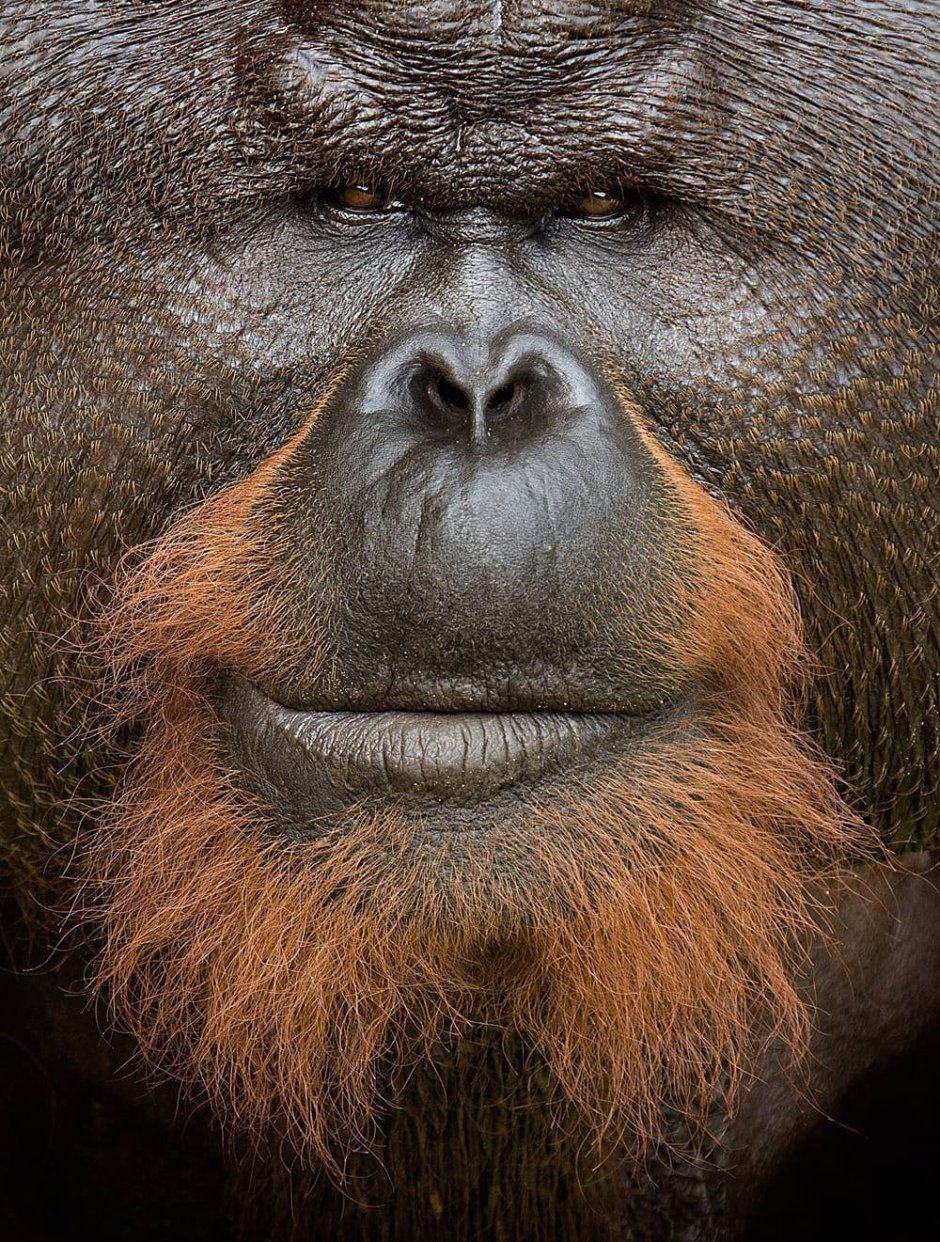 Обезьяна с бородой