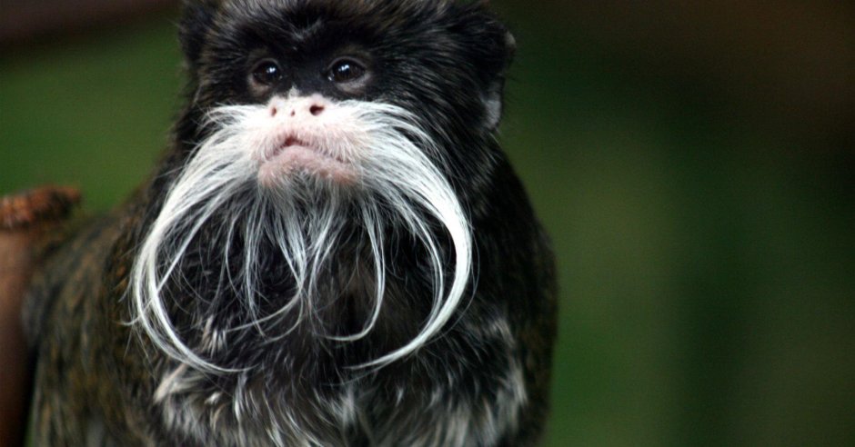 Бородатый Императорский Тамарин