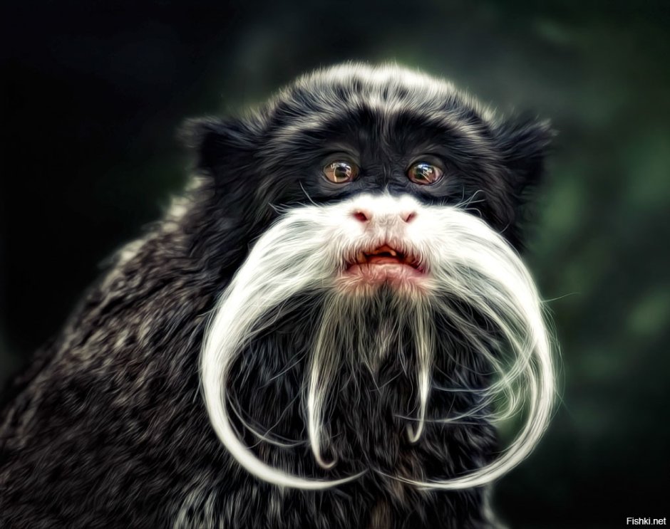 Императорский Тамарин усы