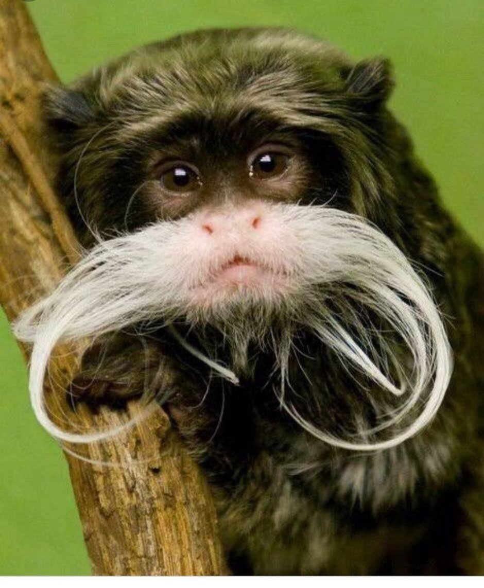 Обезьяна Императорский Тамарин