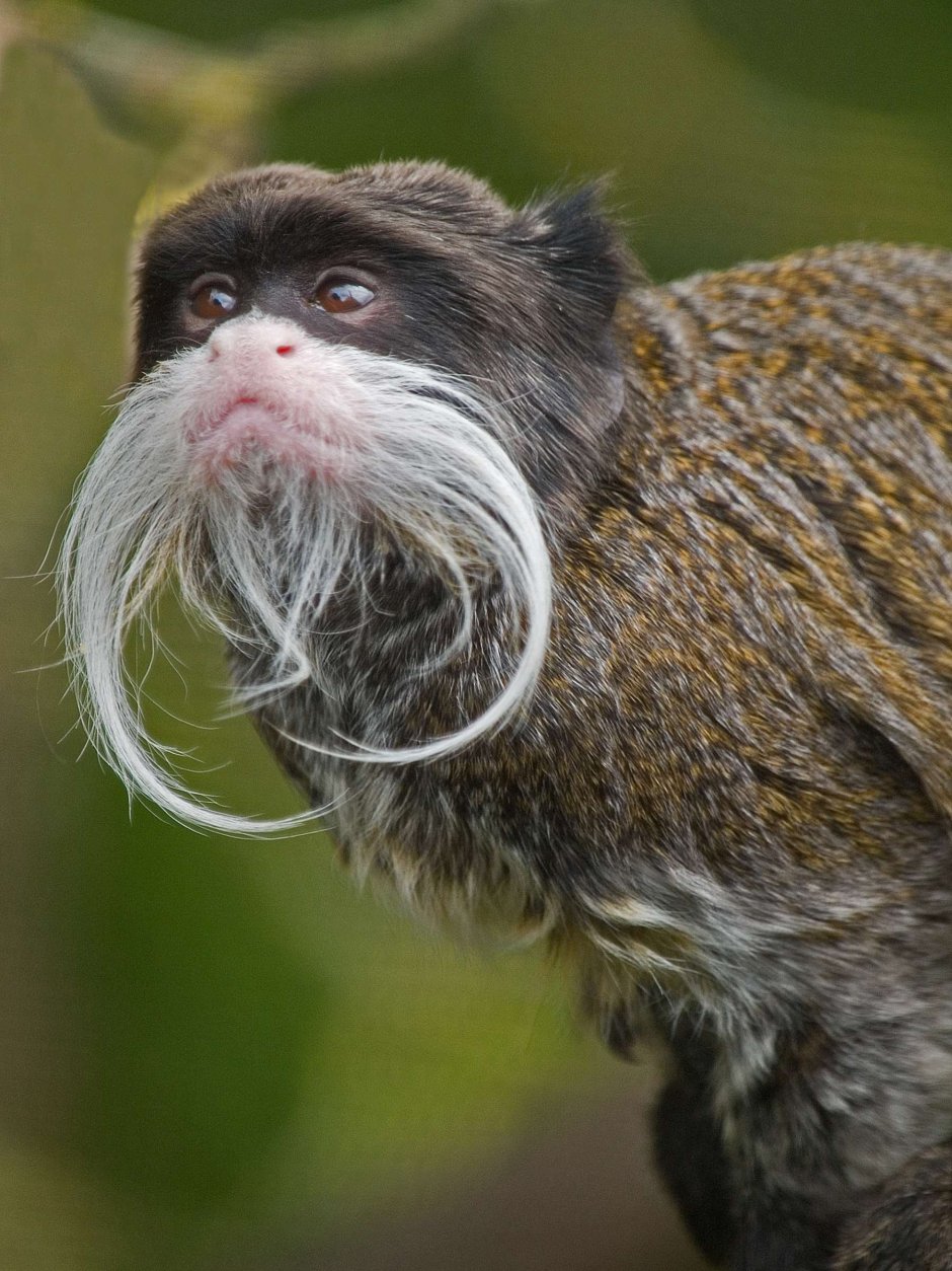 Обезьянка Императорский Тамарин