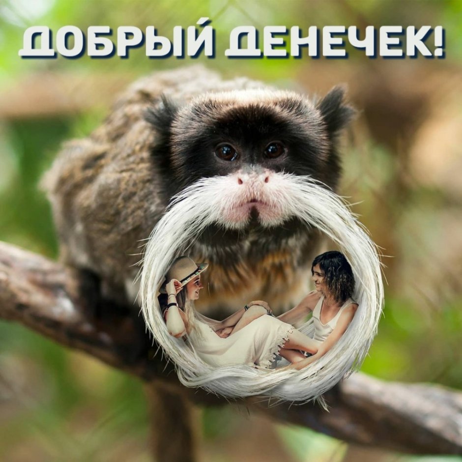 Императорский Тамарин усы