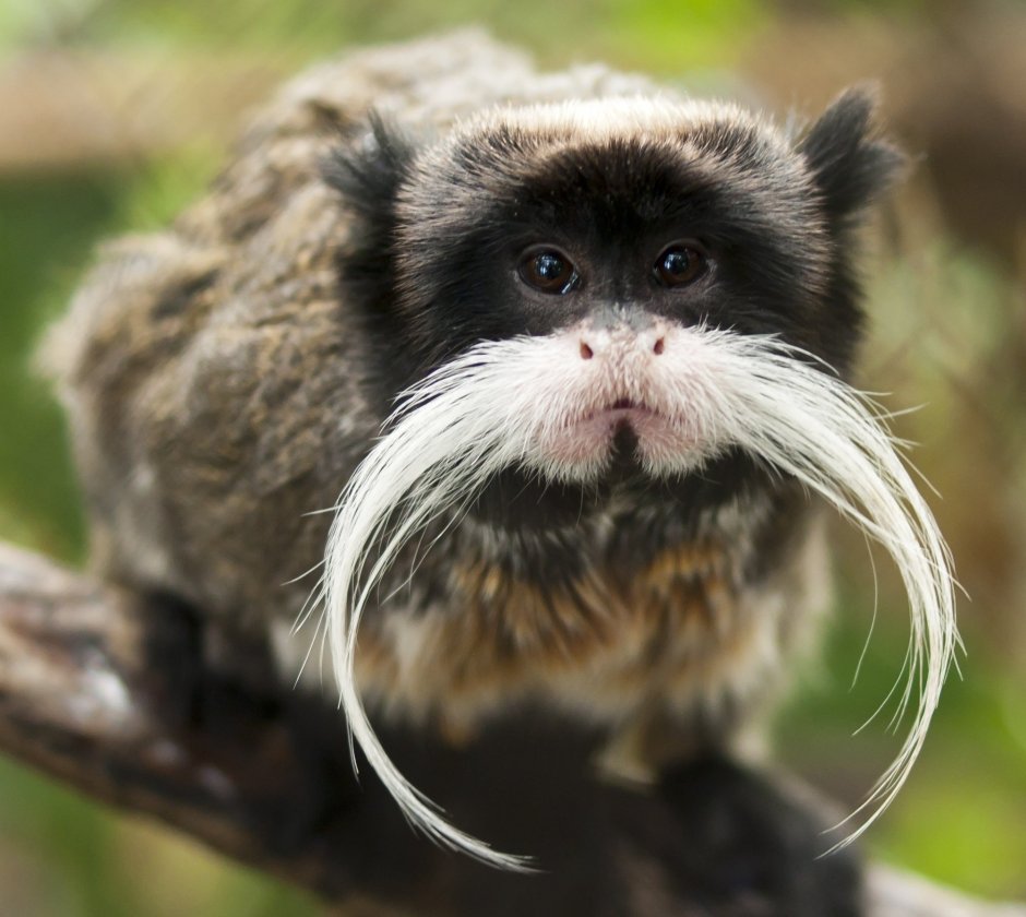 Бородатый смешной