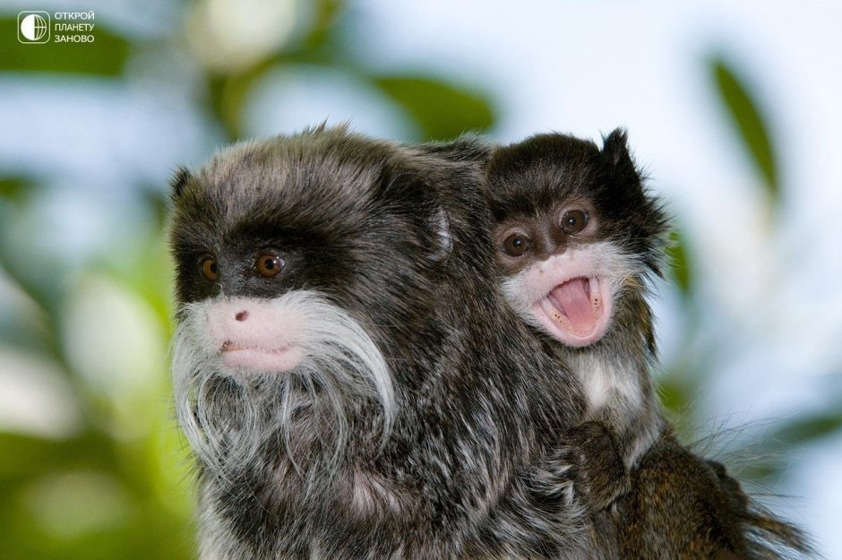 Обезьяна Императорский Тамарин